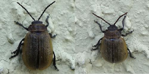 Réf. 209 078 : Galeruca sp.
